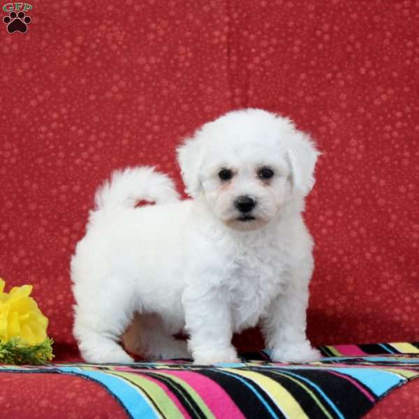 Salmon, Bichon Frise Puppy